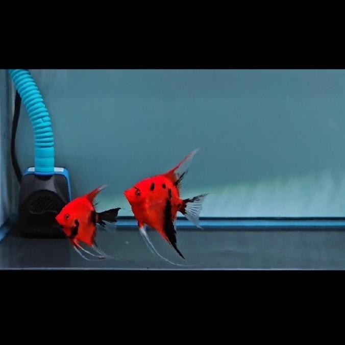 ikan manfis red devil