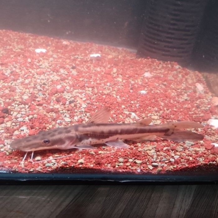 ikan hybrid surobim 5 X TSN catfish