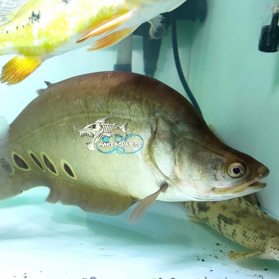 IKAN HIAS BELIDA BROWN JUMBO TANKMATE