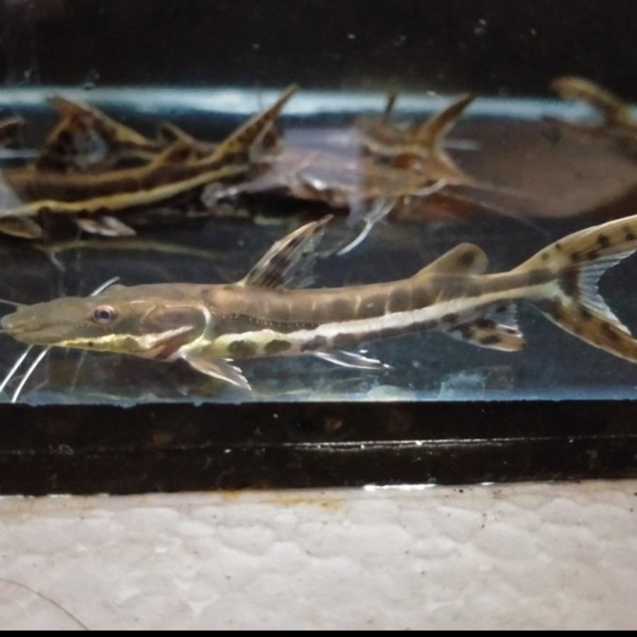 Hiasan Aquarium Ikan Tiger Catfish TSN Tankmate Ikan Hias Ikan Predato