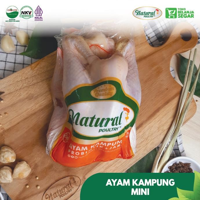 

READY AYAM KAMPUNG MINI NATURAL POULTRY (500-600 GRAM)