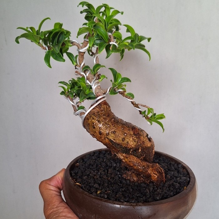 Bonsai Mame Kimeng Bogel