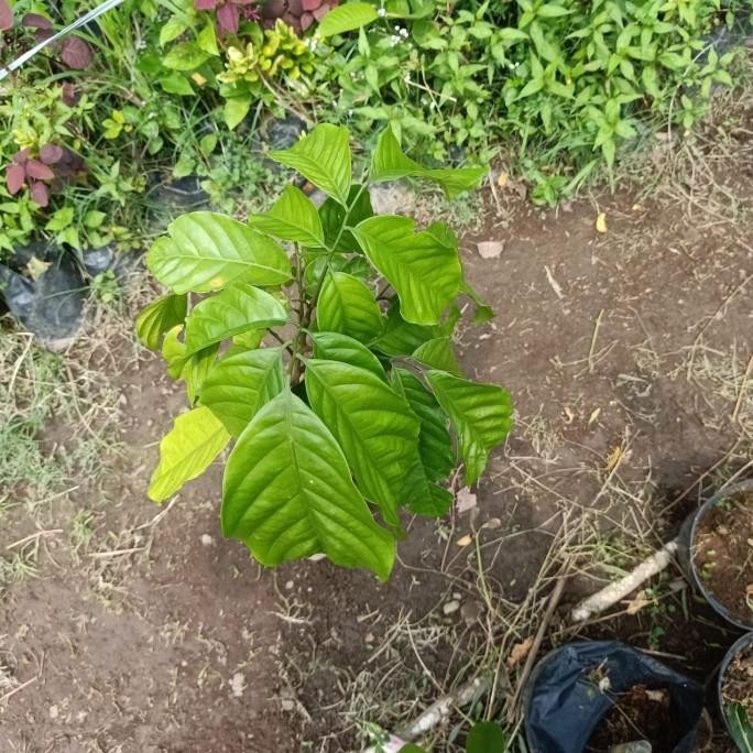 PREMIUM Bibit pohon kecapi / Tanaman buah kecapi