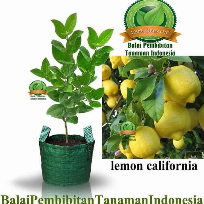 PREMIUM ORI BIBIT LEMON CALIFORNIA / BIBIT BUAH / TANAMAN ASLI