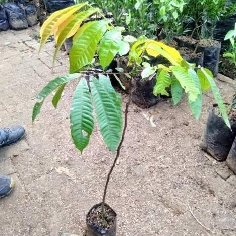 PREMIUM Bibit Tanaman Buah Matoa-Bibit Matoa Cangkok/Sambung