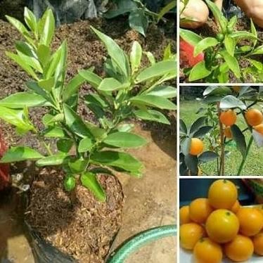 PREMIUM Tanaman Jeruk Tongheng Bibit Buah Jeruk Kimkit Madu