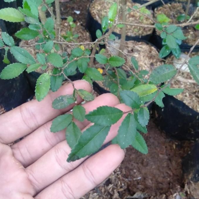 bibit tanaman ulmus mikro-bahan bai PREMIUM