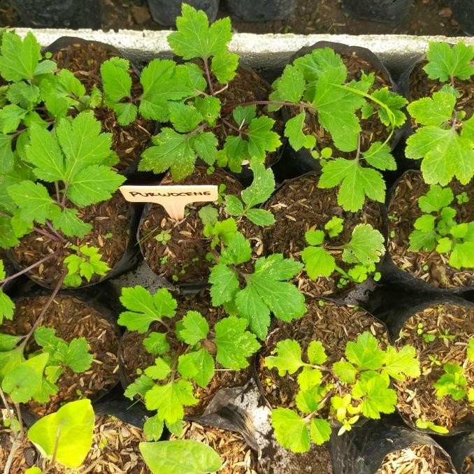 bibit tanaman purwoceng/bibit tanaman herbal PREMIUM