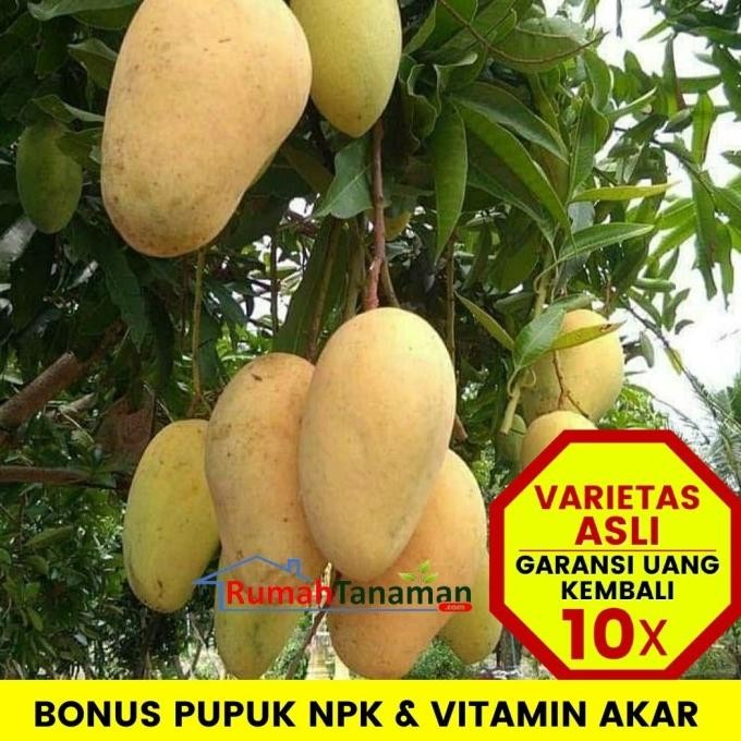 Bibit Tanaman Buah MANGGA CHOKANAN 1 METER UP Unggul Bergaransi PREMIUM