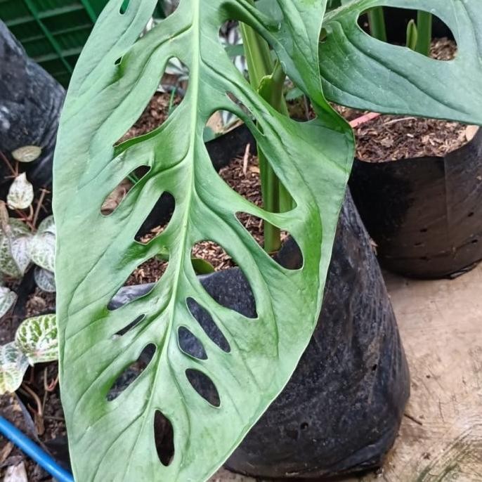 Tanaman Hias Monstera Janda Bolong Giant Atau Esqueleto, Ukuran Besar