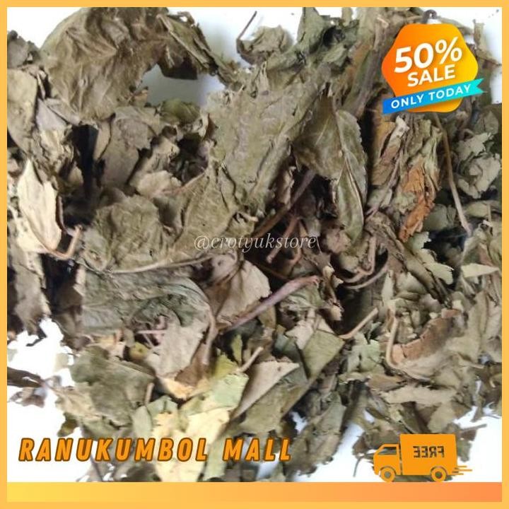 

KERING 1KG DAUN JATI BELANDA RANU KUMBOL MALL PRODUK PILIHAN!