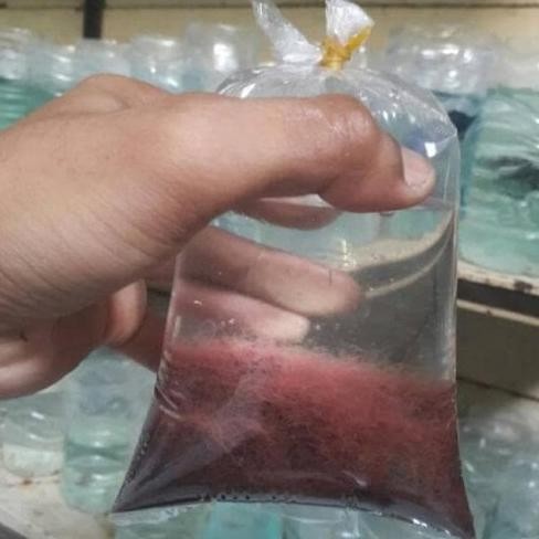 Pakan ikan hias cacing sutra hidup