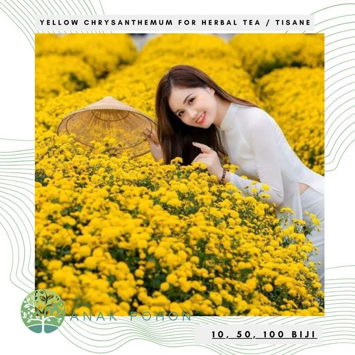 Benih Bibit Biji - Bunga Yellow Chrysanthemum Flower Traditional Chinese Medicine Herbal Tea Tisane 