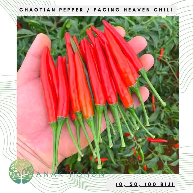 Benih Bibit Biji - Cabai Chaotian Pepper Pepper Seeds murah