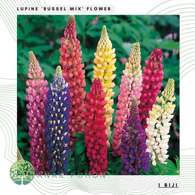 Benih / Bibit / Biji - Bunga Lupine 'Russel Mix' Flower Seeds - IMPORT murah