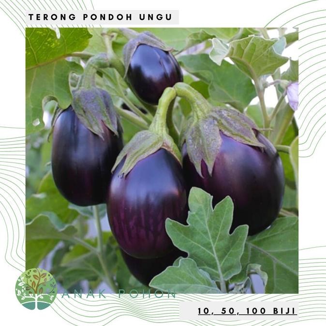 Benih Bibit Biji - Terong Pondoh Ungu Bulat Besar Seeds murah