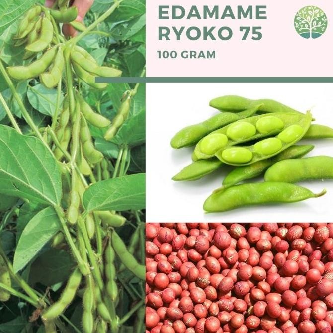 

Benih Biji - Kacang Edamame Kedelai Jepang 100gr, sekitar 250 biji murah