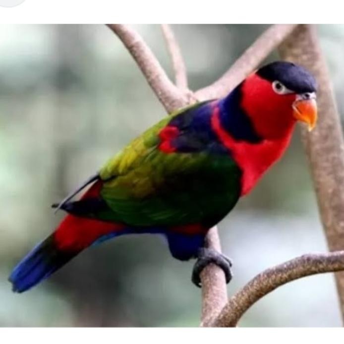 burung nuri bagus jinak murah