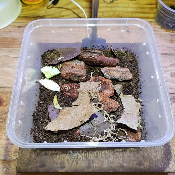 STARTER PACK ISOPOD PAKET KANDANG ISOPOD murah