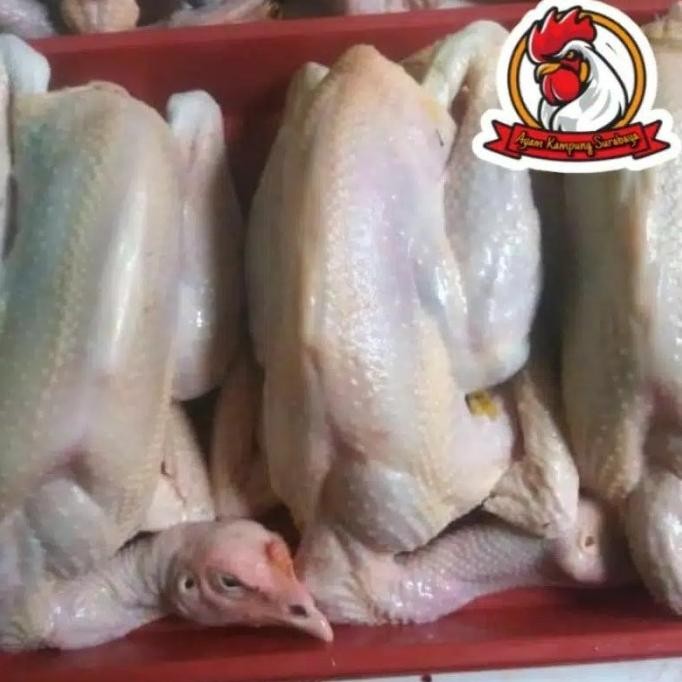 

(Good) AYAM KAMPUNG MEDIUM 800-900 gr