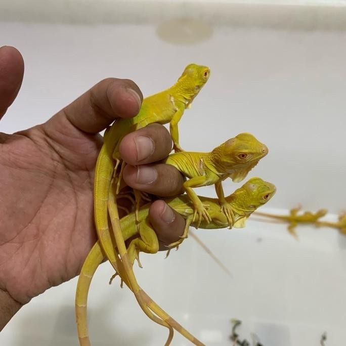Reptil- Iguana albino / albino iguana / iguana kuning