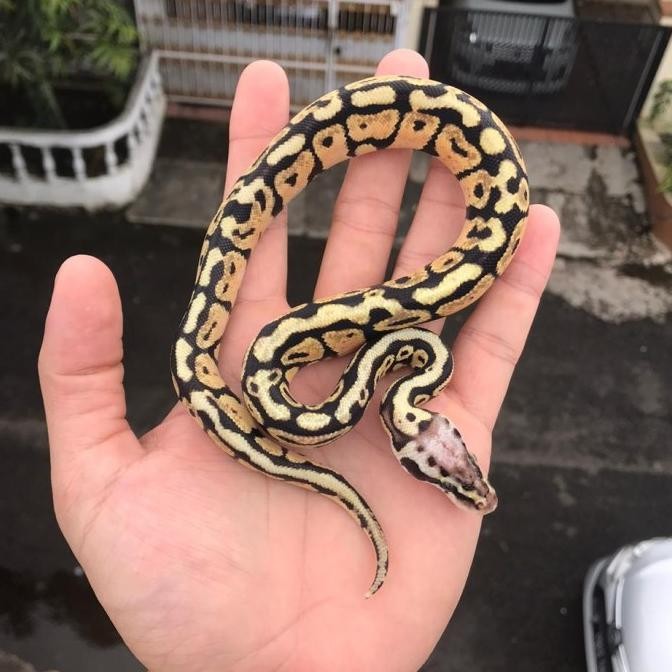 ball python pastel spotnose / ball phyton pastel spotnose