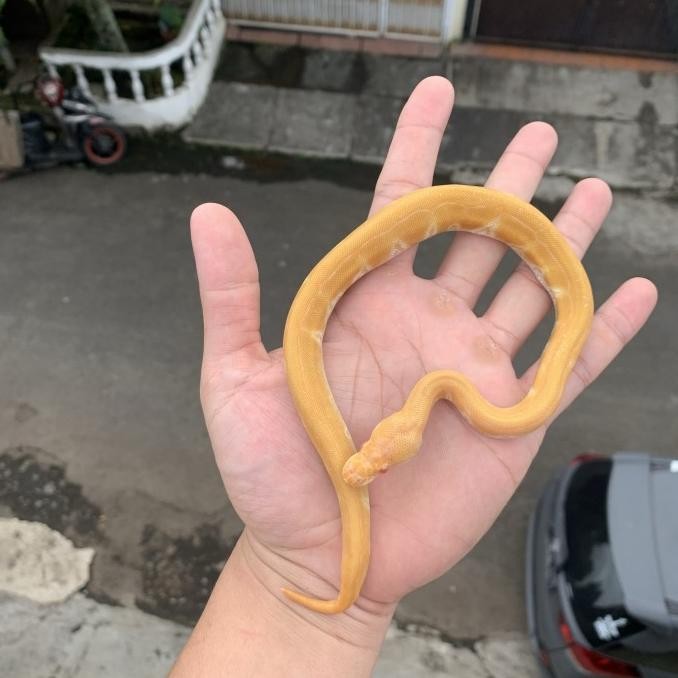 ballpython albino / ball python albino pinstripe/ ball phyton albino