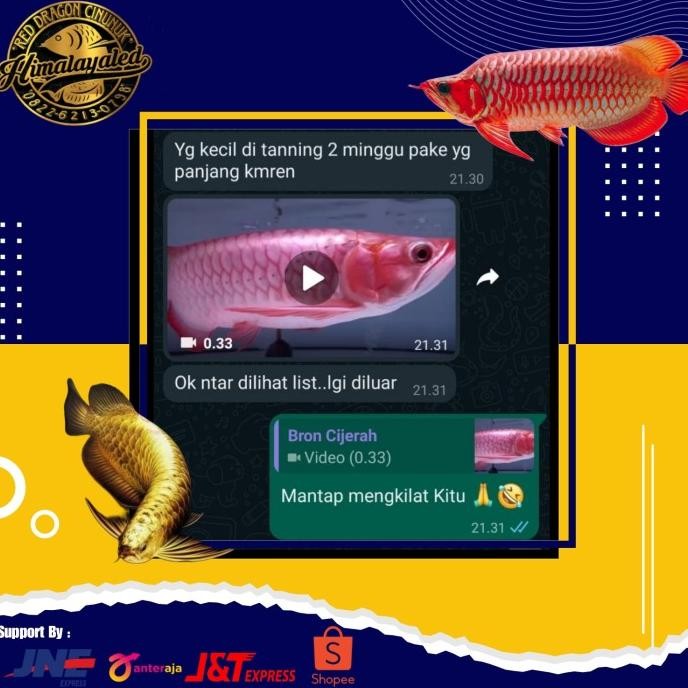 Lampu Tanning LED HPL 100cm 72titik X 1 watt
