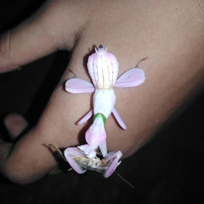 Bisa Spk Orchid Mantis / Belalang Sembah Anggrej