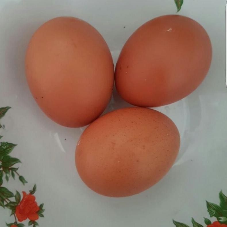 

An85 Telur Ayam Negri Omega 1 Kg Jual Ecer Telor Ayam Negeri Harga Grosir Murah