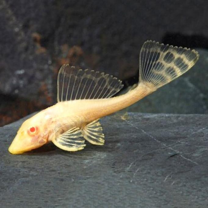 Murah Ikan Gibicep Pleco Gibbiceps Albino Ikan Red Eye L083 Non COD