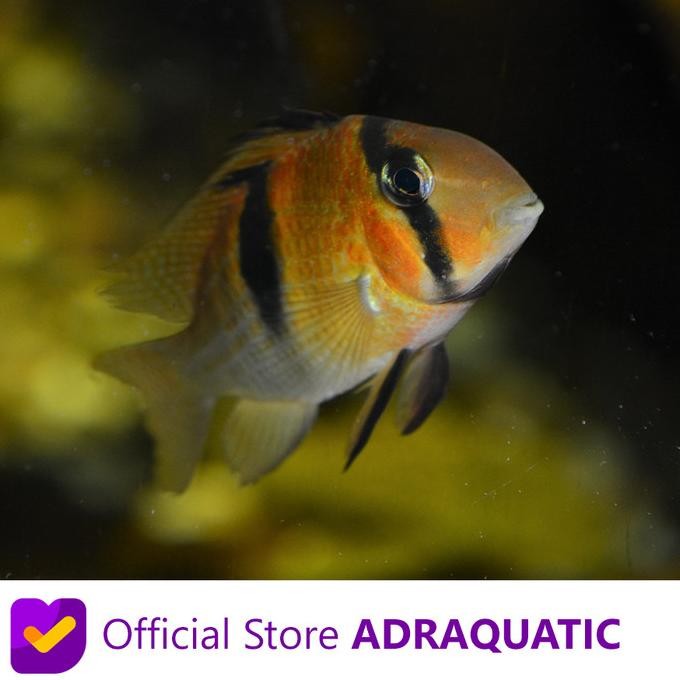 Murah IKAN HIAS GUIANACARA OWROEWEFI CICHLID AIR TAWAR Non COD