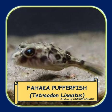Murah IKAN HIAS AIR TAWAR - BUNTAL / PUFFER FAHAKA Non COD