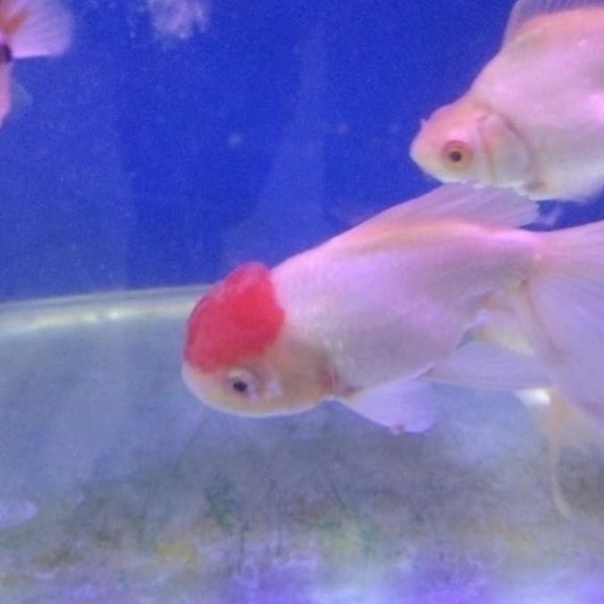 Murah Ikan Hias Koki Oranda Tancho Size XL Non COD