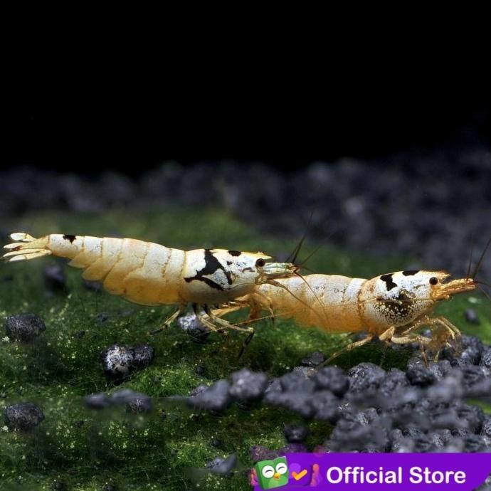 Murah Udang Hias Merah Aquascape Black Mosura Caridina Non COD