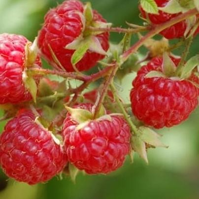 fresh  Benih Bibit Biji - Raspberry Merah (Red Raspberry Fruit Seeds) murah