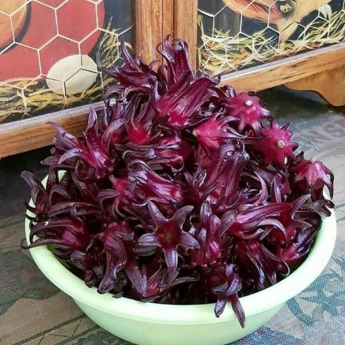 fresh  Benih Bibit Biji - Bunga Rosella Ungu Burgundy - Kualitas SUPER murah