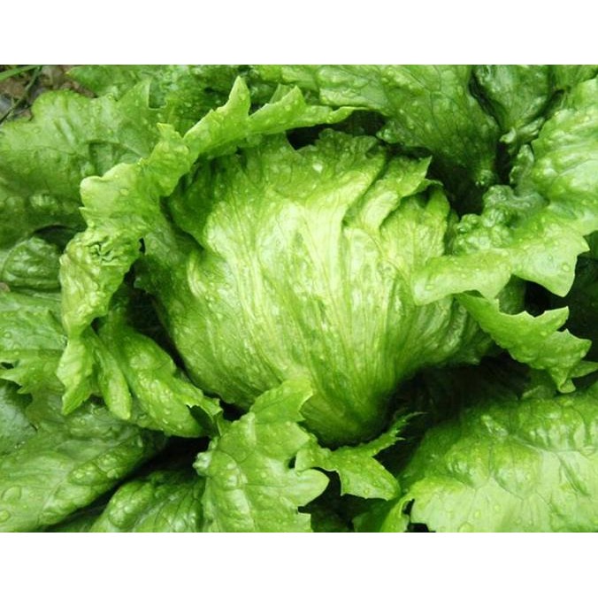 fresh  Benih / Bibit / Biji - Selada Lettuce Iceberg - IMPORT murah