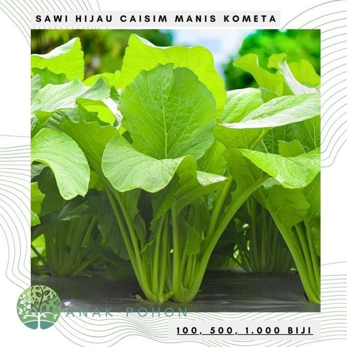 fresh  Benih Bibit Biji - Sawi Hijau Manis Kometa / Sawi Bakso Mie Ayam Seeds
