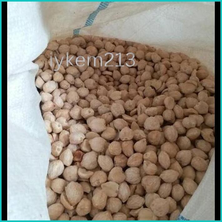 

100GR | KEMIRI BULAT UTUH | HERBAL ALAMI BUMBU DAPUR PENYEDAP MASAKAN REMPAH NUSANTARA INDONESIA