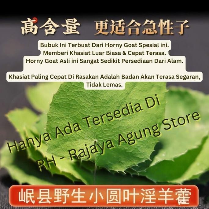 

Grosir Rh Epimedium Horny Goat Powder Super Barrenwort Tanduk Rusa