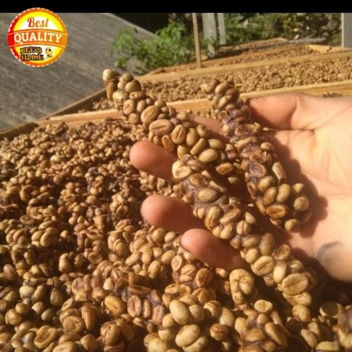 

Grosir Kopi Luwak Wild Mandheling Parcel Box Worcas 100Gr Box Isi 2 Ori