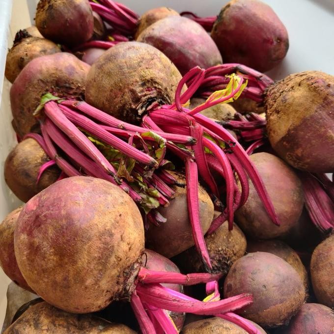 

Buah Bit / Beet / Beet Root / Beetroot Merah Fresh 1 Kg nUg