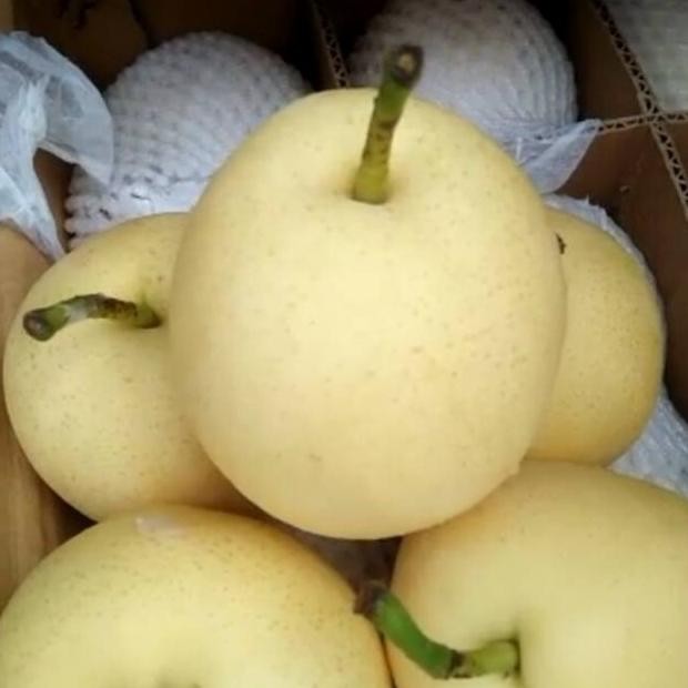 

buah pir century fresh nUg