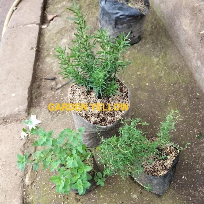 

PAKET BUMBU DAPUR 3 PCS THYME / ROSMERI / OREGANO