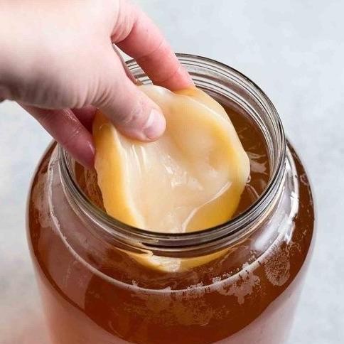 

[[ RASTASTR / BIBIT SCOBY KOMBUCHA JUMBO / STARTER JAMUR KOMBUCHA / TEH ALAMI BERKHASIAT BEST SELLER