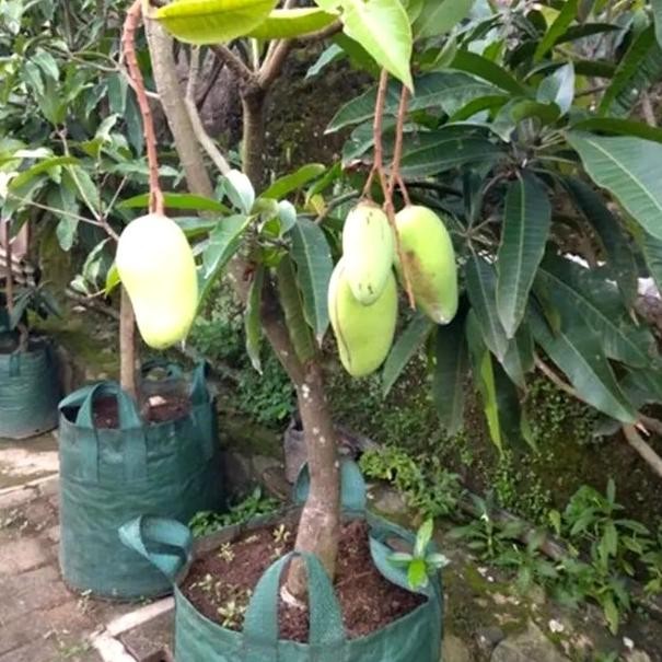 BIBIT TANAMAN BUAH MANGGA CHOKANAN SUDAH BERBUAH+BERBUNGA