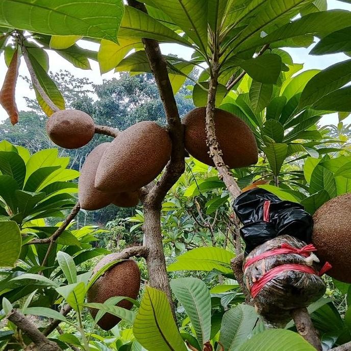 Bibit tanaman Mamey sapote jenis Keywest
