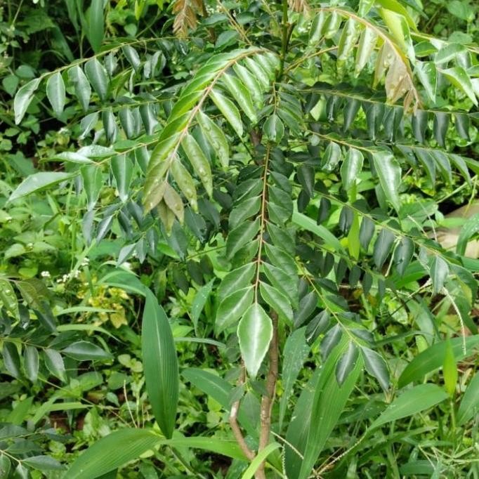 bibit tanaman pohon daun salam koja atau kare ukuran besar
