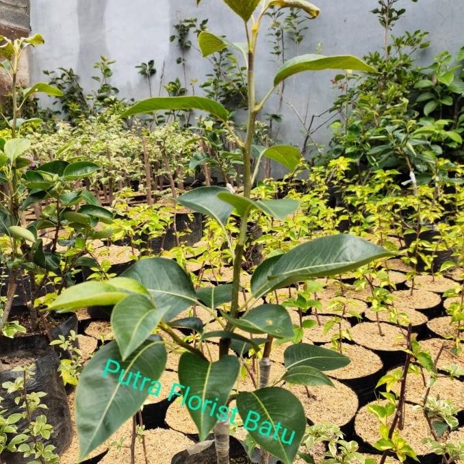 Bibit Tanaman Buah Pir Hijau Okulasi